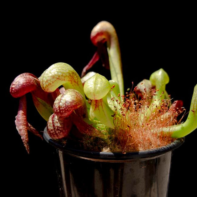 Cobra Lily Seeds