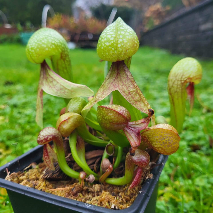 Cobra Lily Seeds for Planting