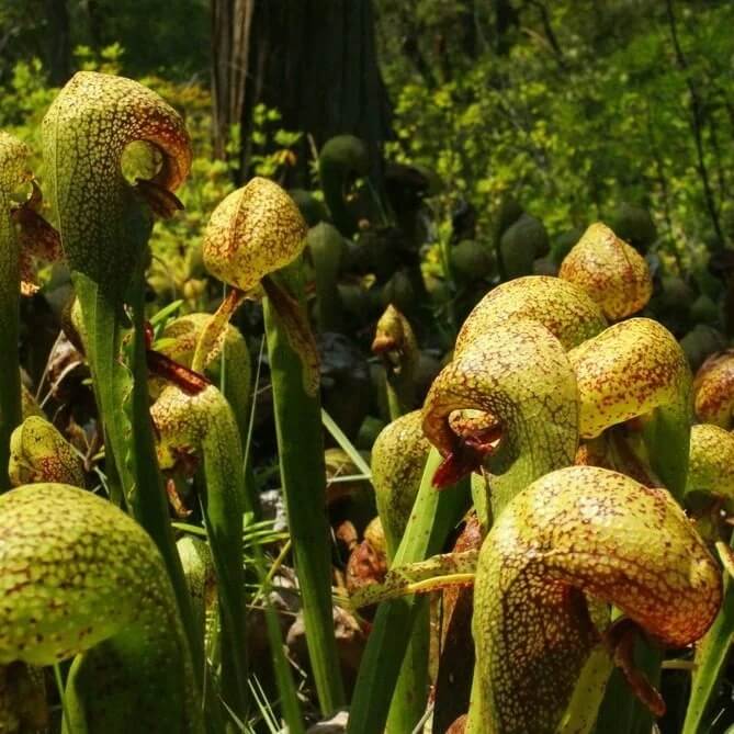 Cobra Pitcher Plant Seeds