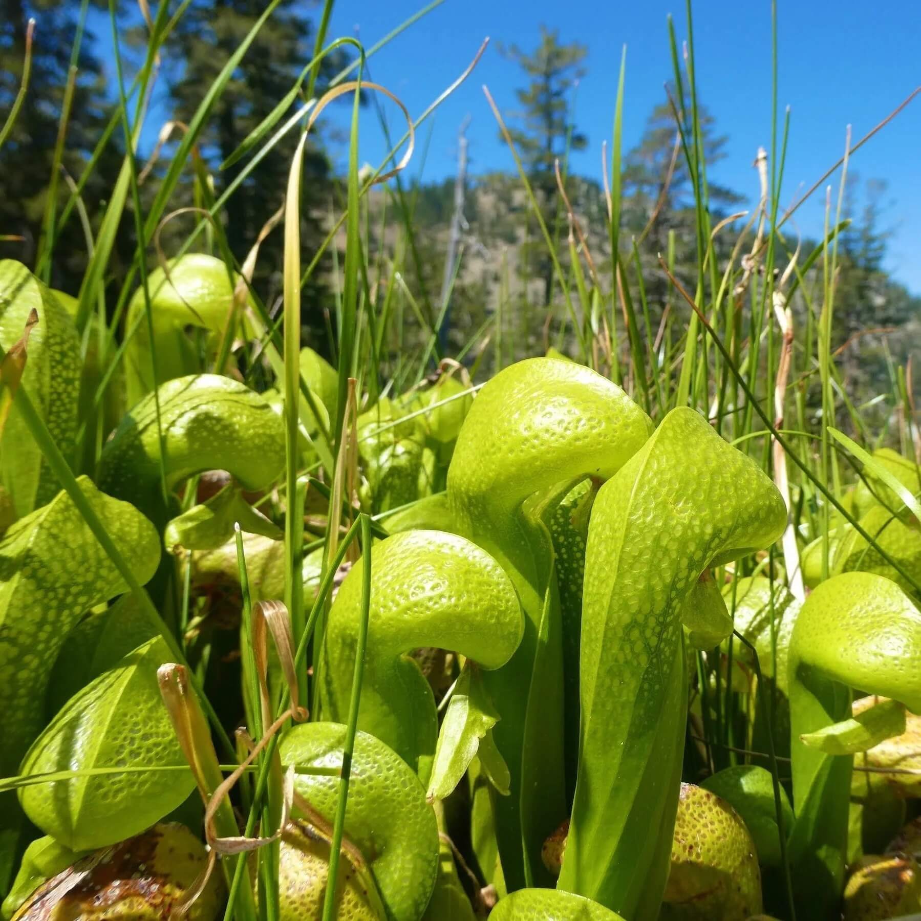 Cobra Pitcher Plant Seeds