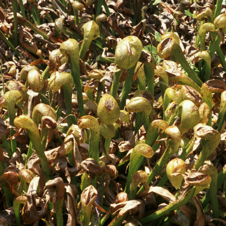Cobra Plant Seeds