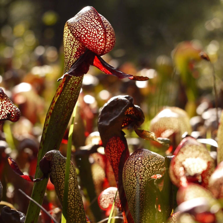 Cobra Plant Seeds