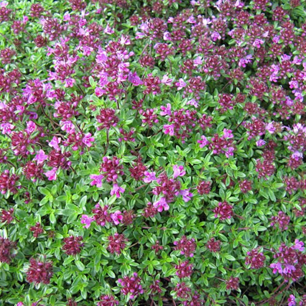 Coccineus Thyme Seeds - Flower Plant