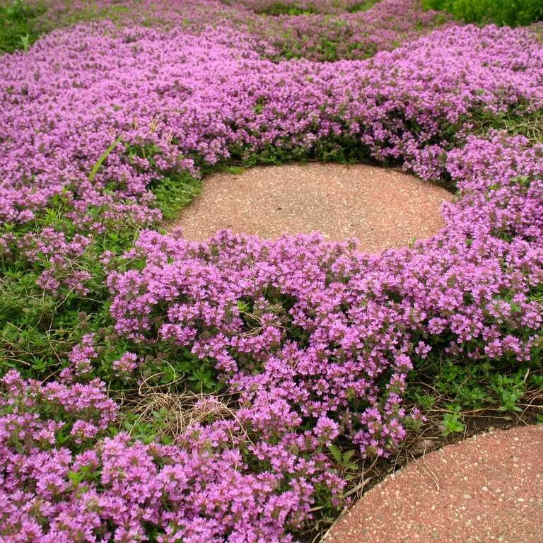 Coccineus Thyme Seeds - Flower Plant