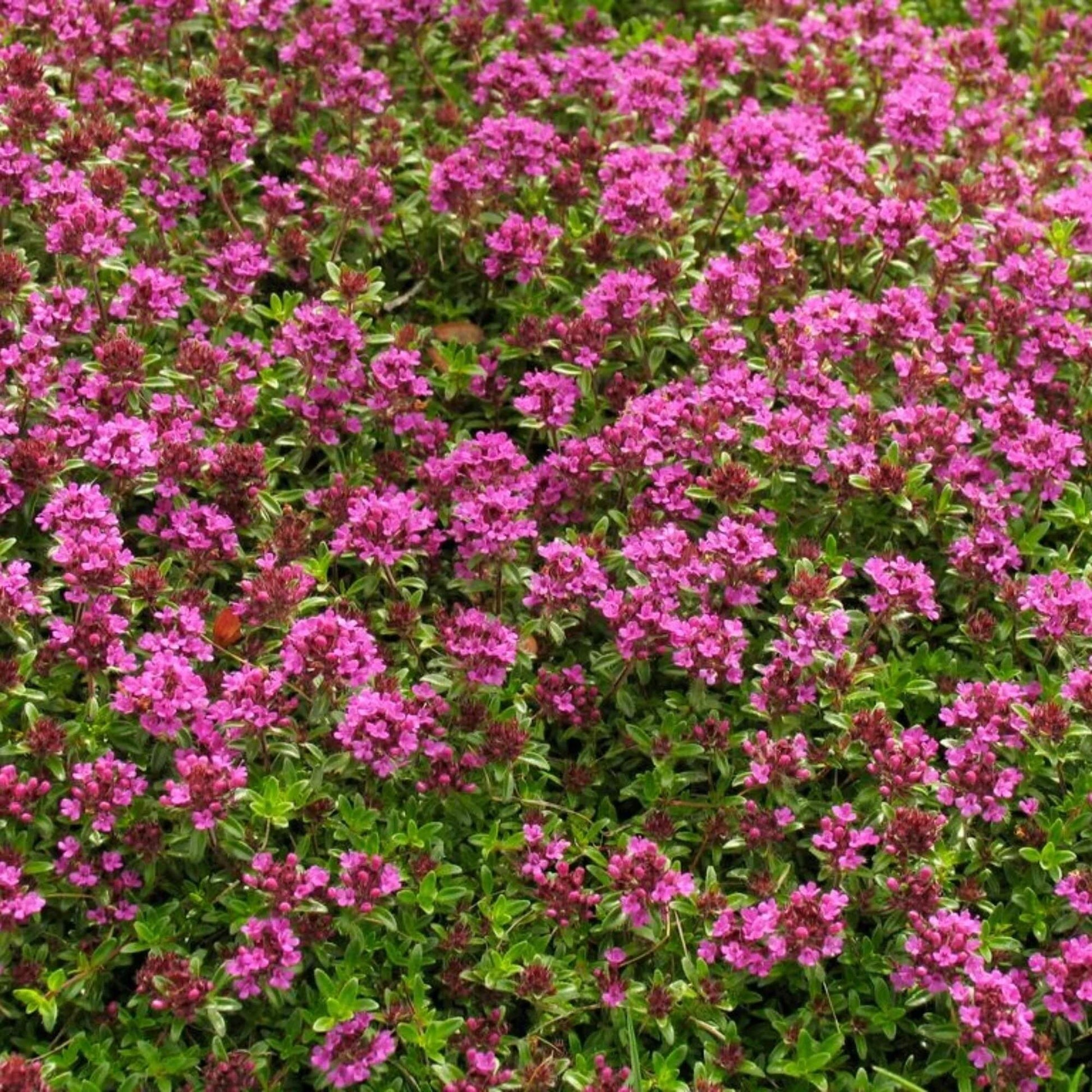 Coccineus Thyme Seeds - Flower Plant