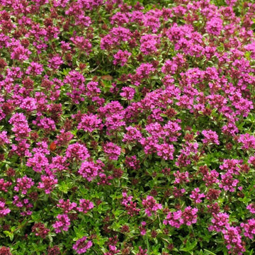 Coccineus Thyme Seeds - Flower Plant