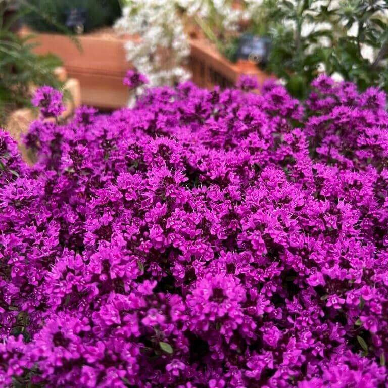 Coccineus Thyme Seeds - Flower Plant