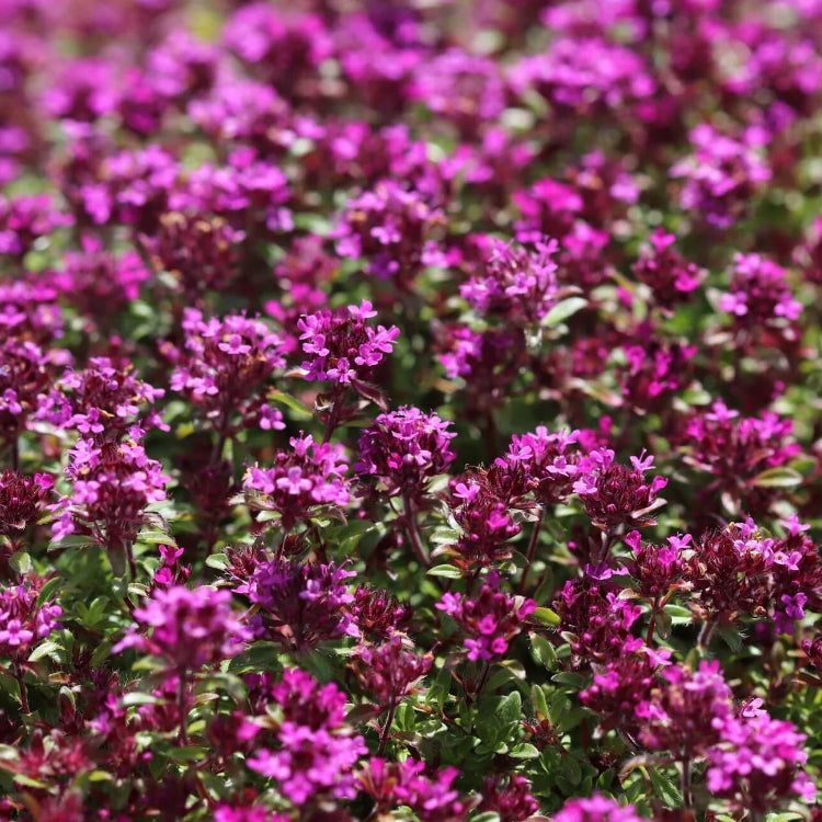 Coccineus Thyme Seeds - Flower Plant