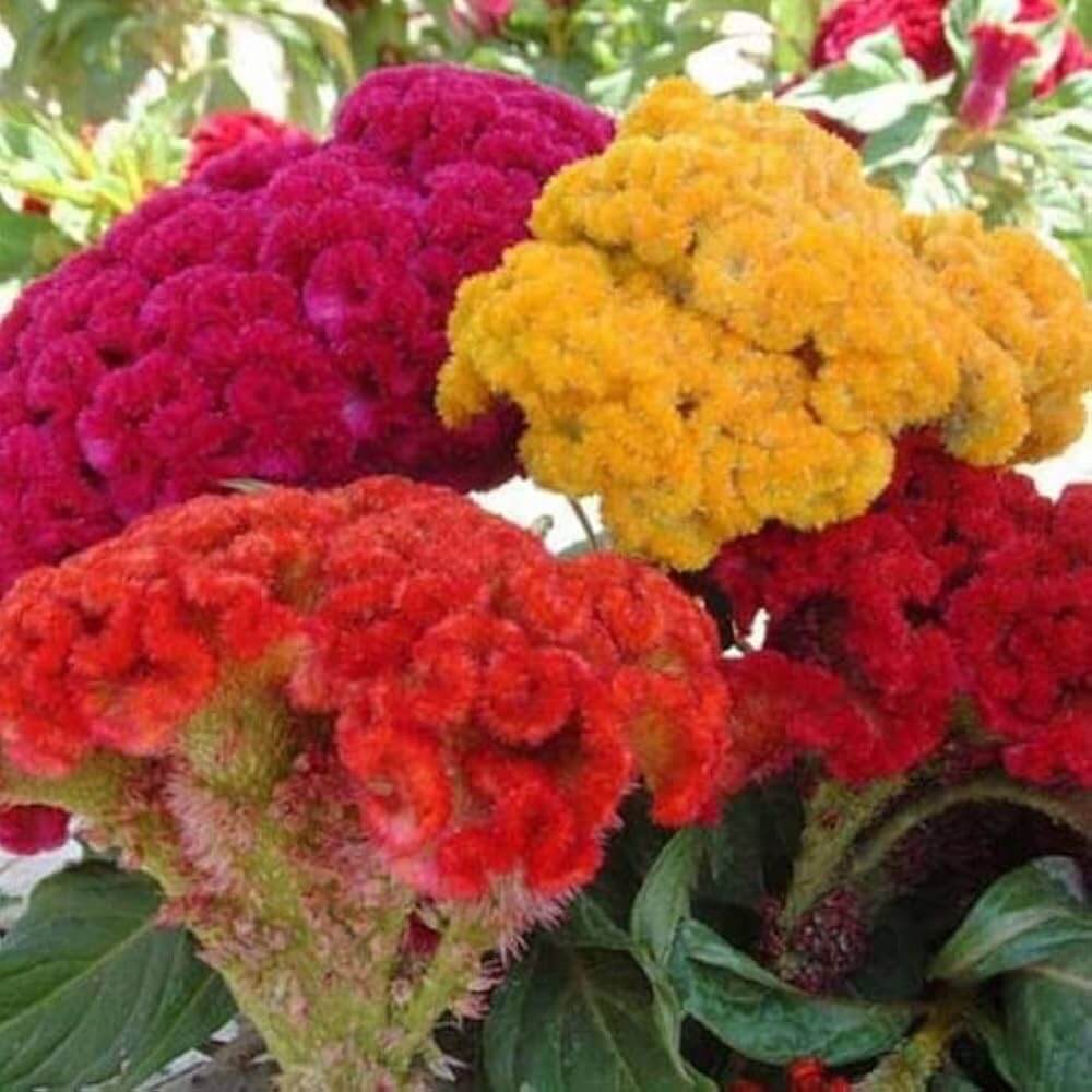 Cockade Seeds – American Heirloom Perennial
