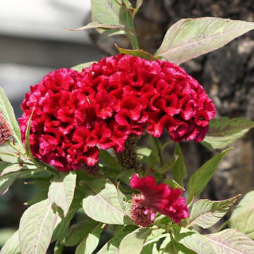 Cockscomb Seeds - Flower Plant