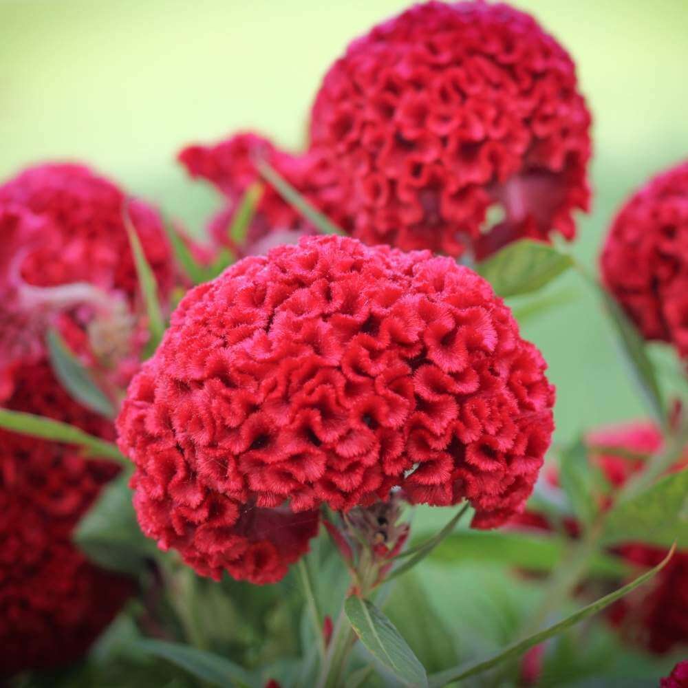 Cockscomb Seeds - Flower Plant