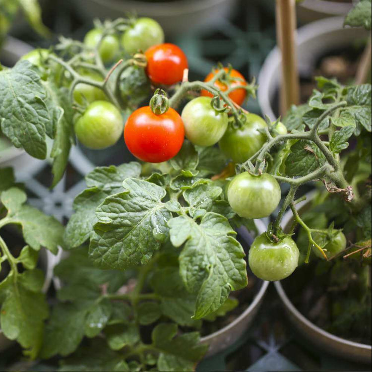 Cocktail Tomato Seeds