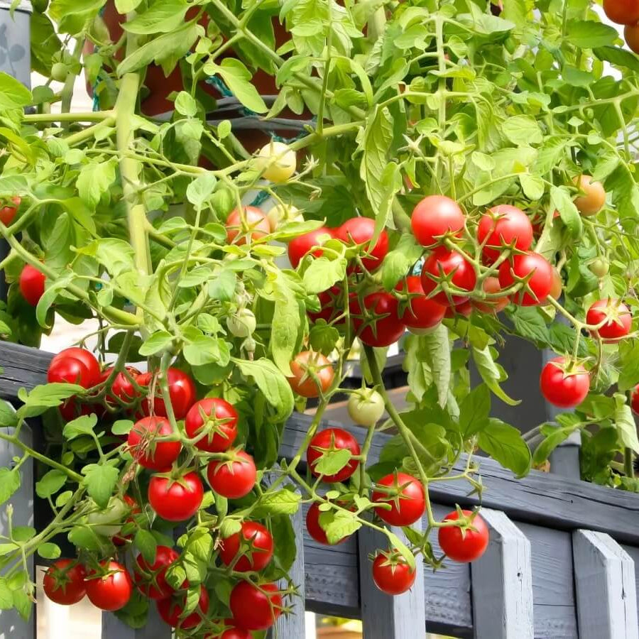 Cocktail Tomato Seeds
