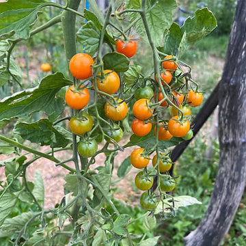 Cocktail Tomato Seeds