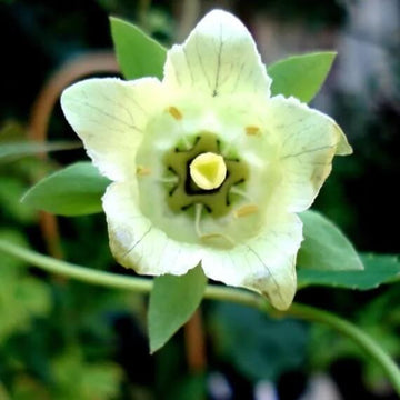 Codonopsis Pilosula Seeds - Flower Plant