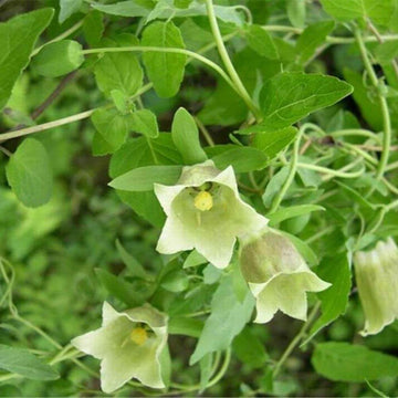 Codonopsis Pilosula Seeds - Flower Plant