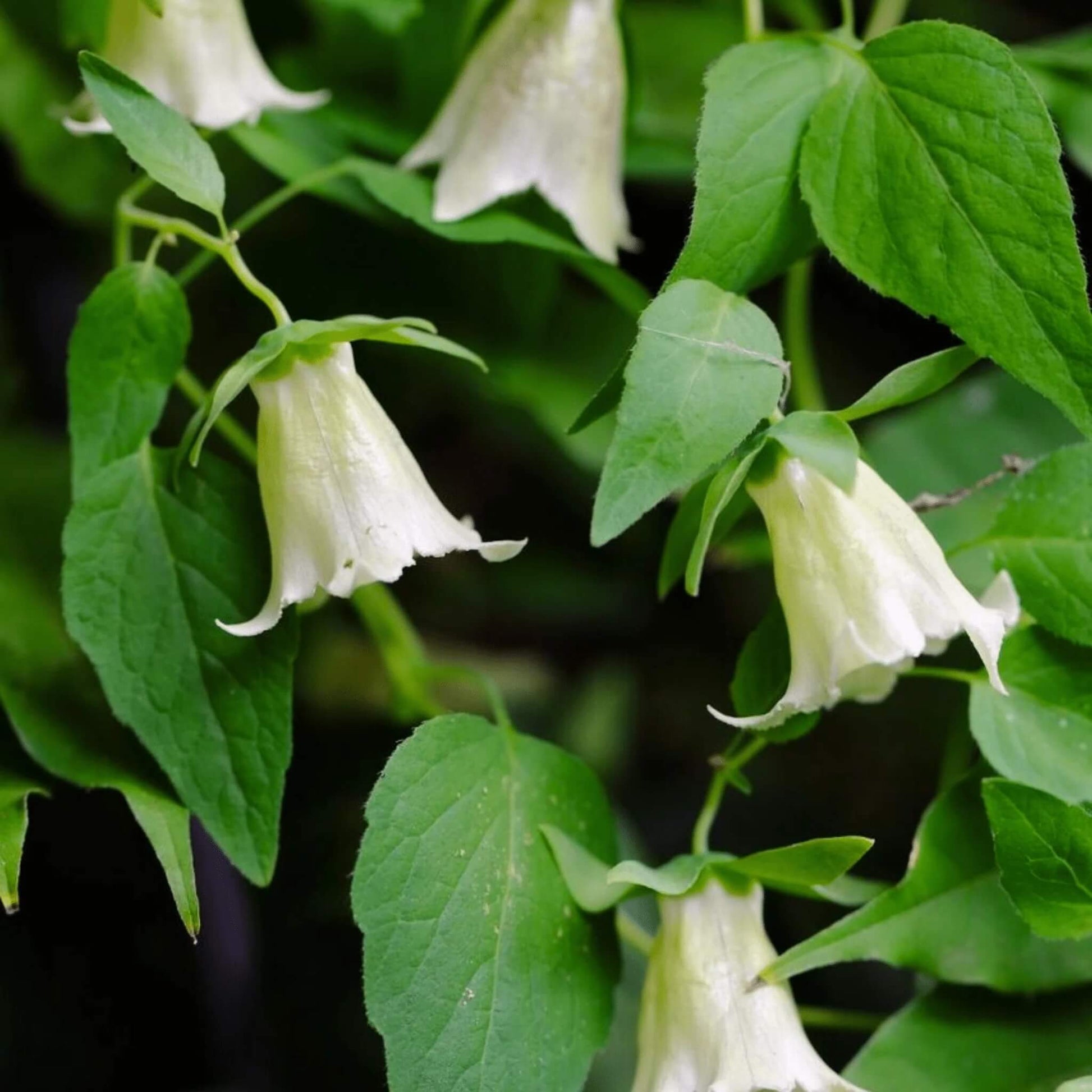 Codonopsis Pilosula Seeds - Flower Plant