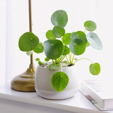 Coin Plant Seeds