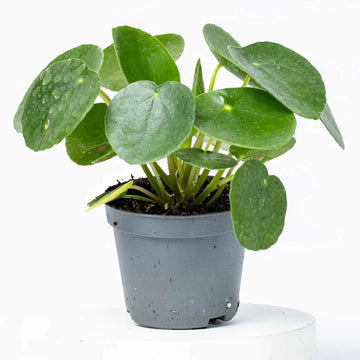 Coin Plant Seeds