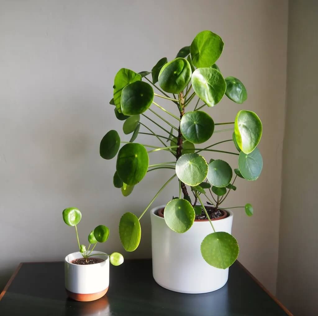 Coin Plant Seeds