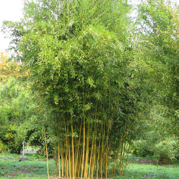 Cold Hardy Bamboo Seeds