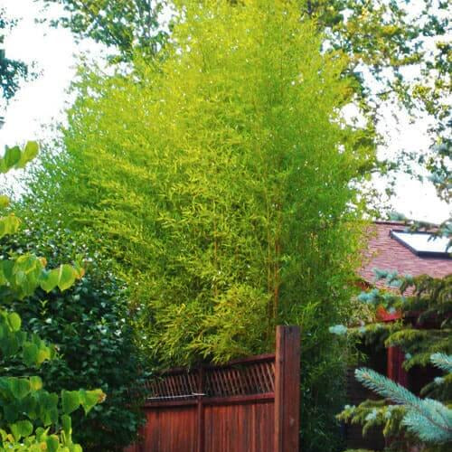 Cold Hardy Bamboo Seeds