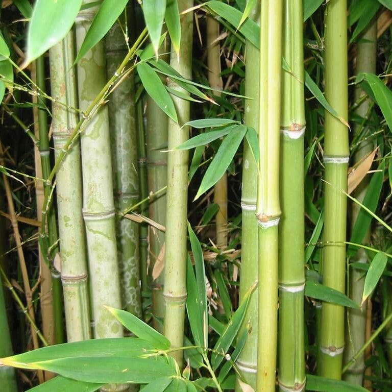 Cold Hardy Bamboo Seeds