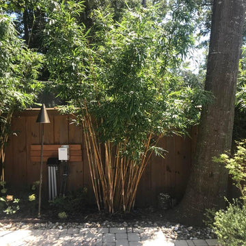 Cold Hardy Bamboo Seeds