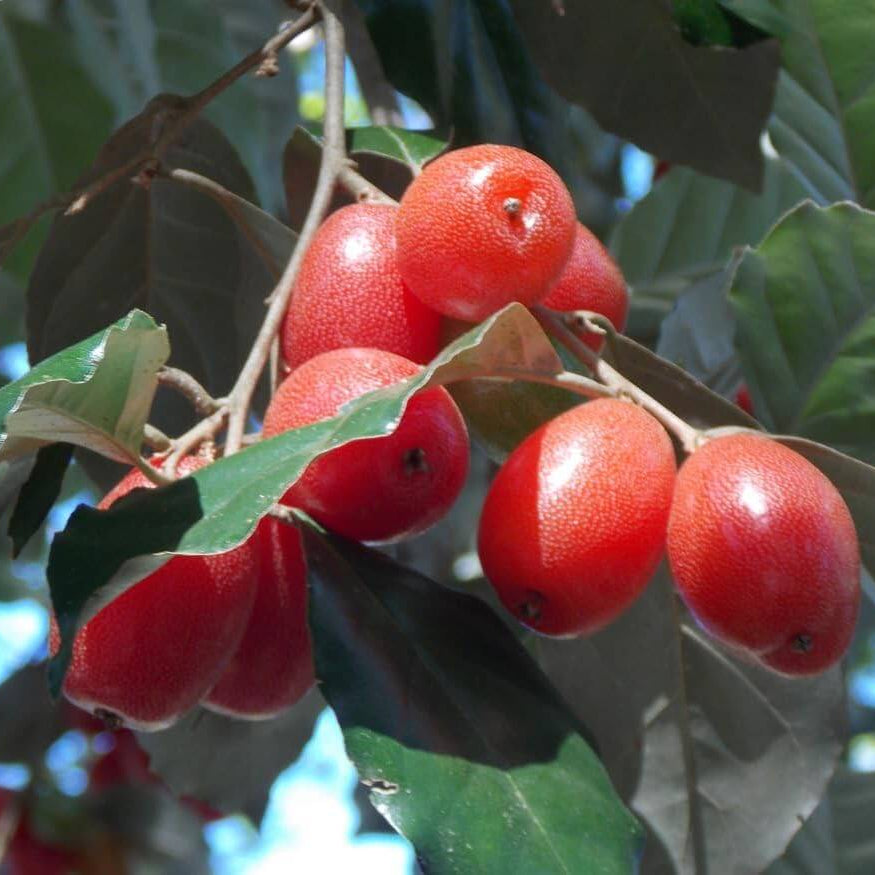 Cold Hardy Berry Bushes seeds
