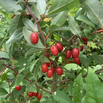 Cold Hardy Berry Bushes seeds