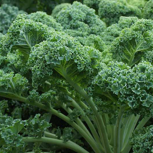 Cold Hardy Kale Seeds