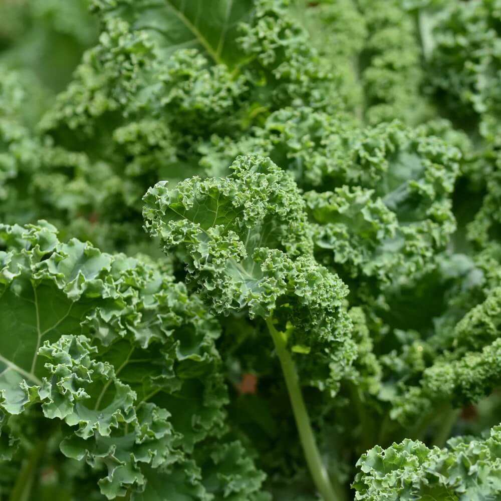 Cold Hardy Kale Seeds
