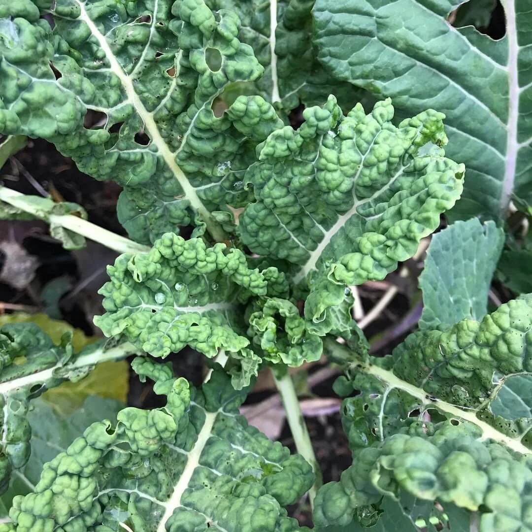 Cold Hardy Kale Seeds