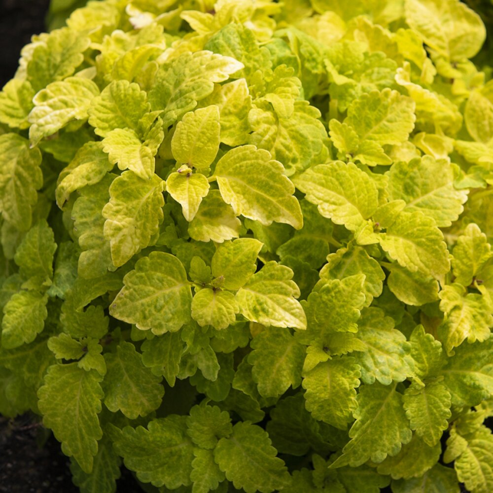 Coleus Seeds - Fairway Yellow

