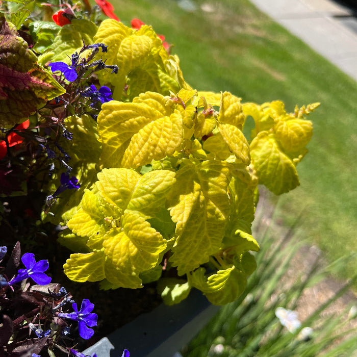 Coleus Seeds - Fairway Yellow
