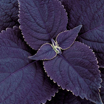 Coleus Seeds – Black