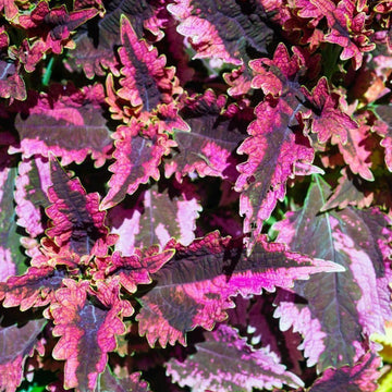 Coleus Seeds – Black Dragon
