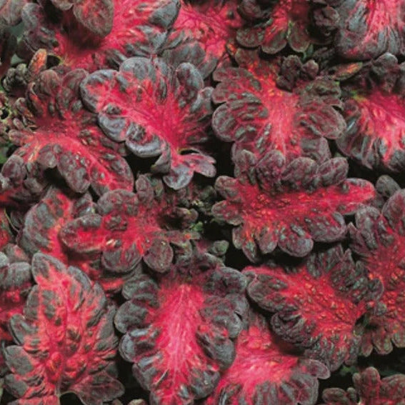Coleus Seeds – Black Dragon

