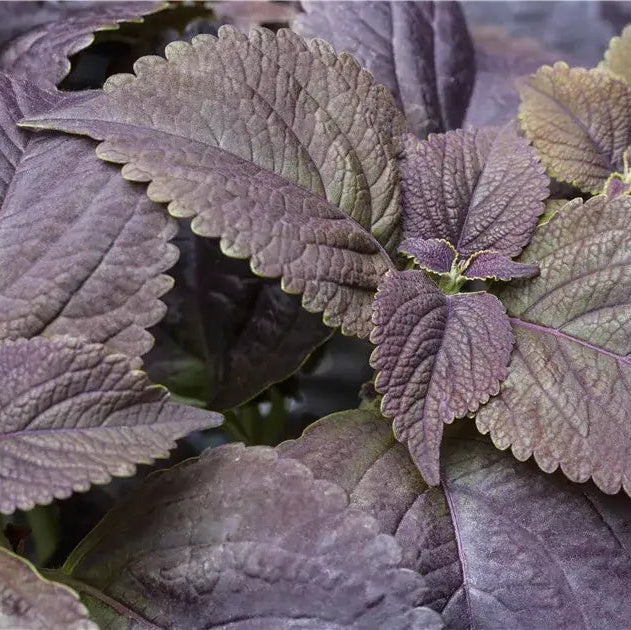 Coleus Seeds – Black