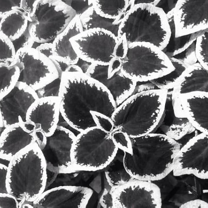 Coleus Seeds – Black White