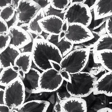 Coleus Seeds – Black White