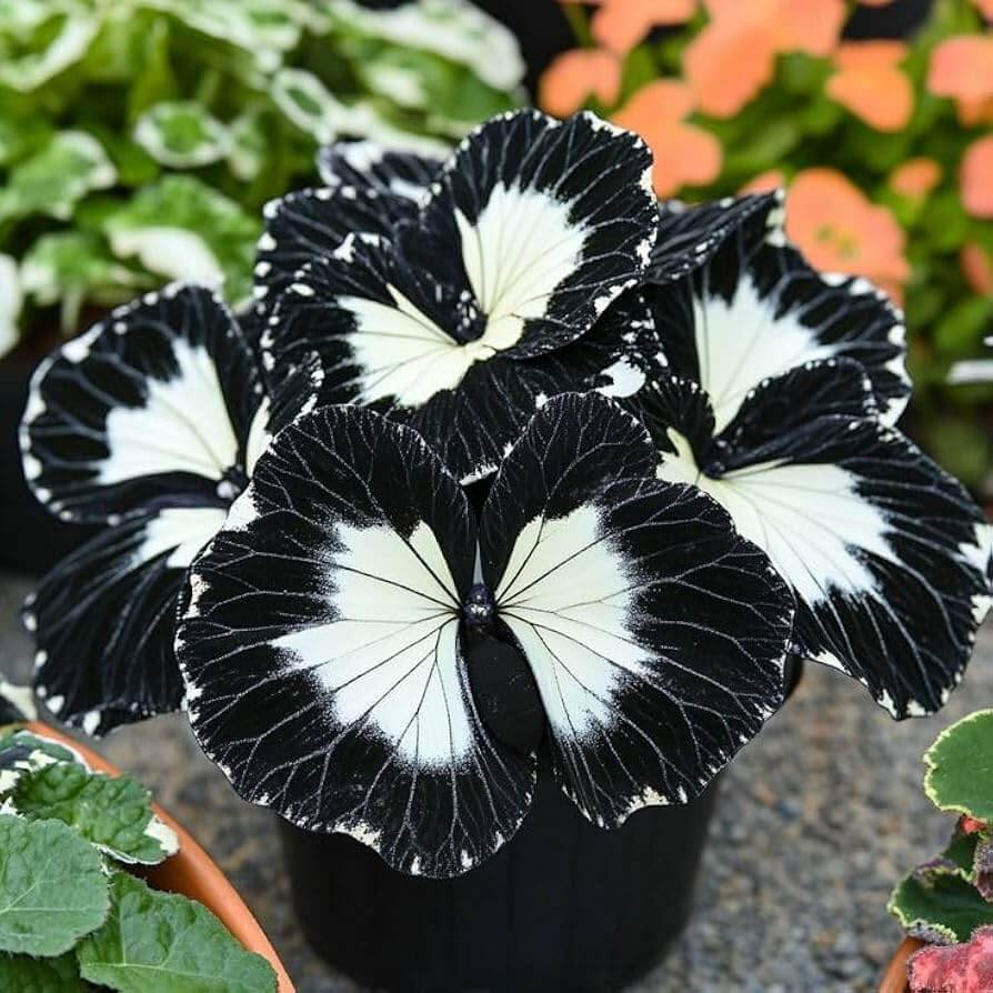 Coleus Seeds – Black White