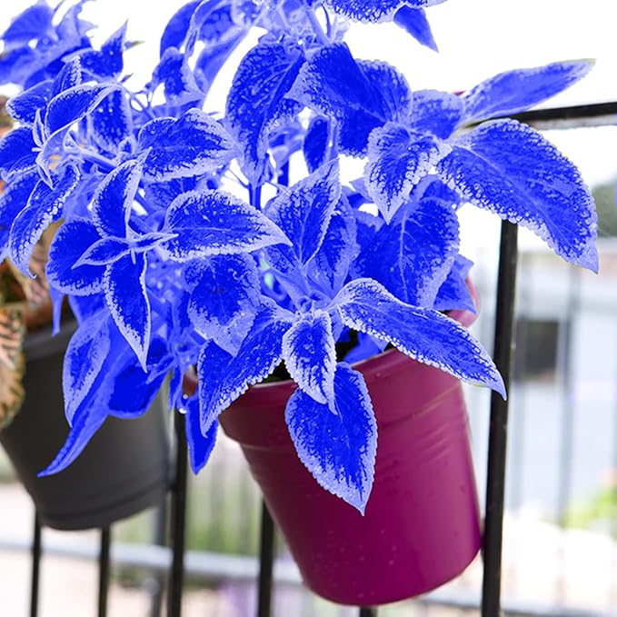 Coleus Seeds – Blue and White
