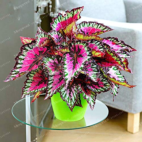 Coleus Seeds – Colorful