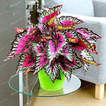 Coleus Seeds – Colorful