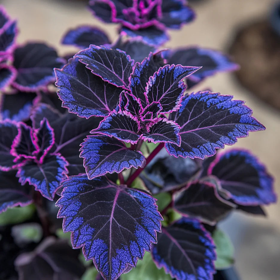 Coleus Seeds – Deep Blue