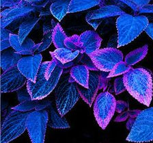 Coleus Seeds – Deep Blue