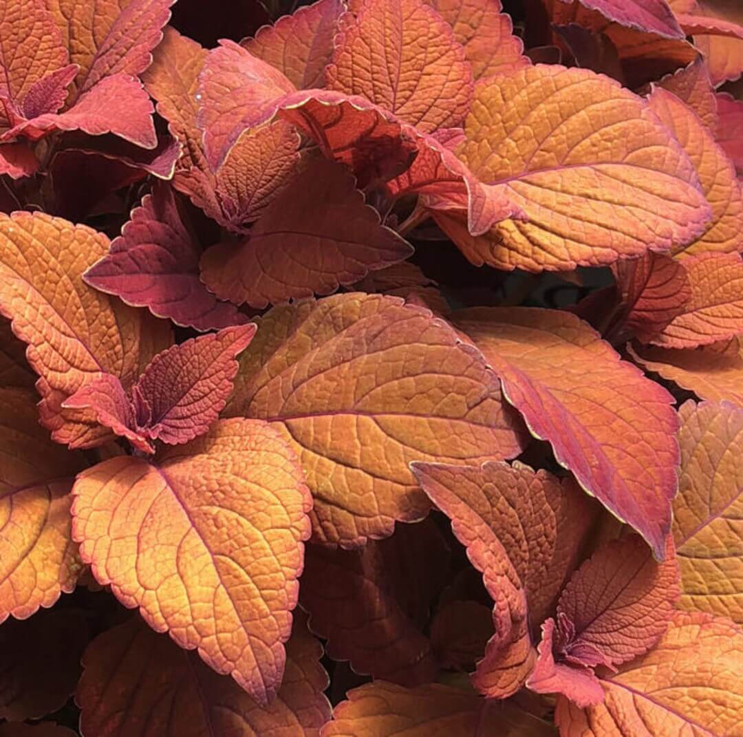 Coleus Seeds – Deep Orange