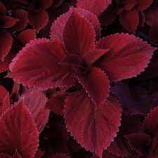 Coleus Seeds – Deep Red