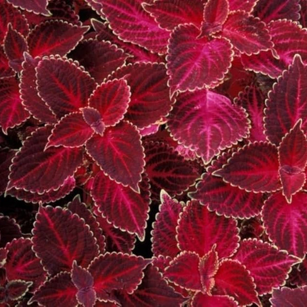 Coleus Seeds – Deep Red